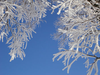 Sneeuw  de bomen