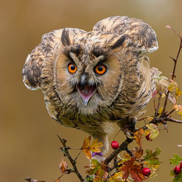Ransuil van Leo Kramp Fotografie