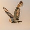 Chasse au hibou des marais à Lower Breakish, île de Skye, Écosse. sur Robbie Nijman