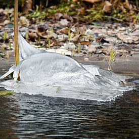 Dolfijn van bevroren water by Erna Kampman