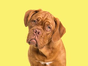Bordeaux dog