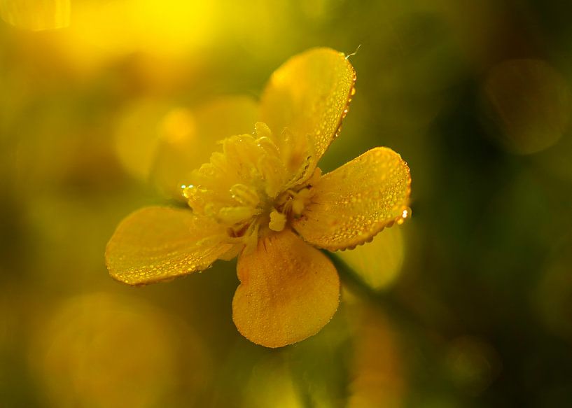 Yellow in the swamp by peterheinspictures