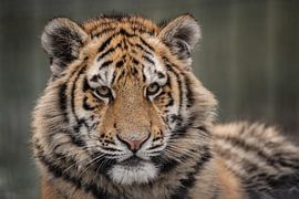 Ein schönes Porträt eines jungen Tigers von Jolien Berntsen