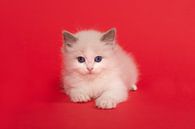 Cute ragdoll kitten with blue eyes on a red background by Elles Rijsdijk thumbnail