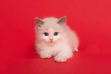 Niedliche ragdoll Kätzchen mit blauen Augen auf einem roten Hintergrund von Elles Rijsdijk
