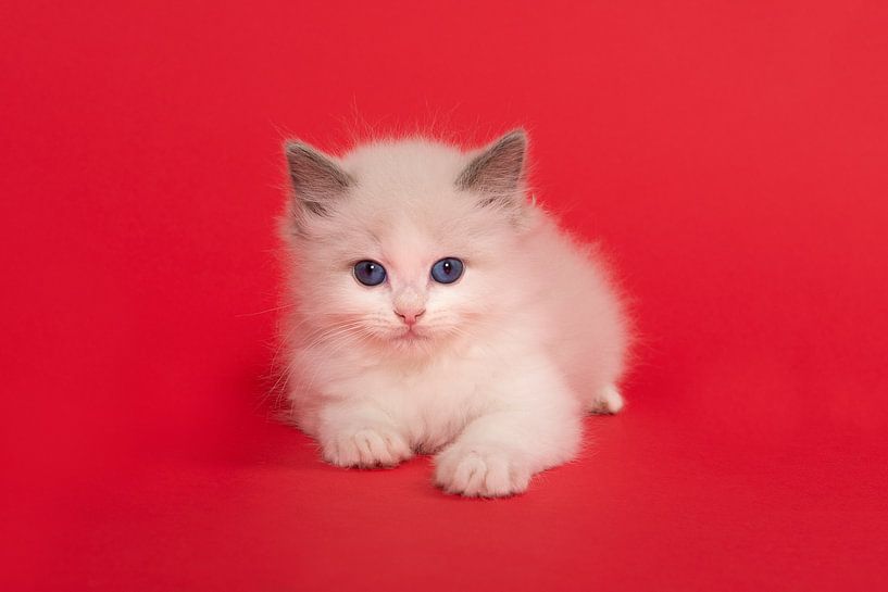 Cute ragdoll kitten with blue eyes on a red background by Elles Rijsdijk