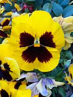 Flowerpower 01