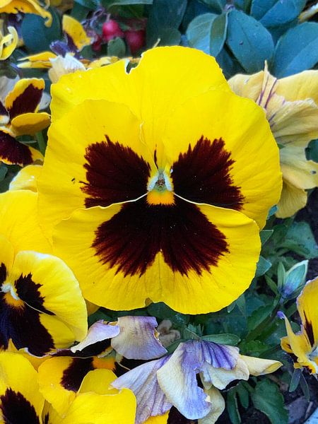 Flowerpower 01 van Richard Brinkman