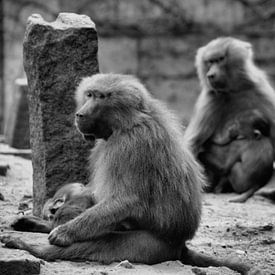 Bavianen met kleintjes von Capture Fotografie