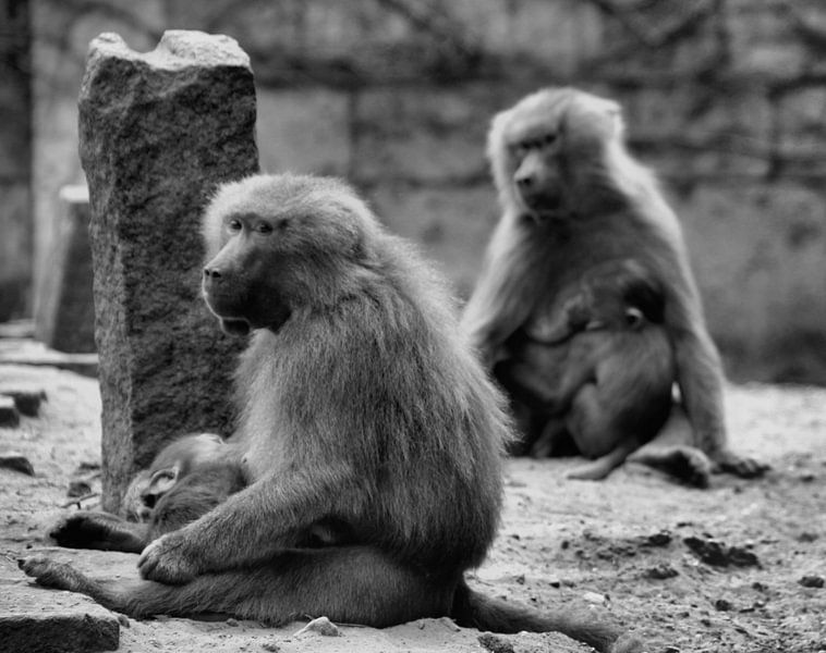 Bavianen met kleintjes par Capture Fotografie