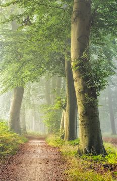 Lever de soleil dans la forêt