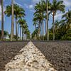 l’Allée Dumanoir, Palmen Allee in der Karibik auf Guadeloupe von Fotos by Jan Wehnert
