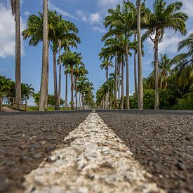l’Allée Dumanoir, Palmen Allee in der Karibik auf Guadeloupe von Fotos by Jan Wehnert