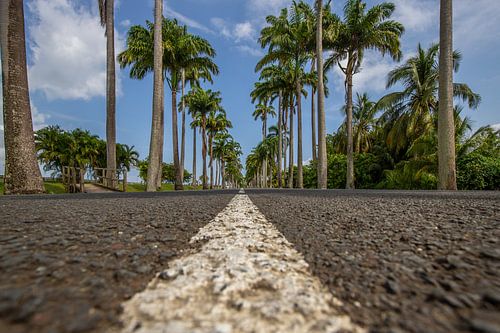 l'Allée Dumanoir, palmenlaan in het Caribisch gebied op Guadeloupe