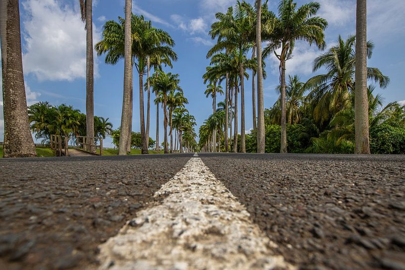 l'Allée Dumanoir, allée de palmiers dans les Caraïbes en Guadeloupe par Fotos by Jan Wehnert