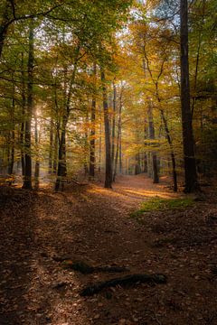 Panbos à Utrecht pendant les jours d'automne sur Jolanda Aalbers