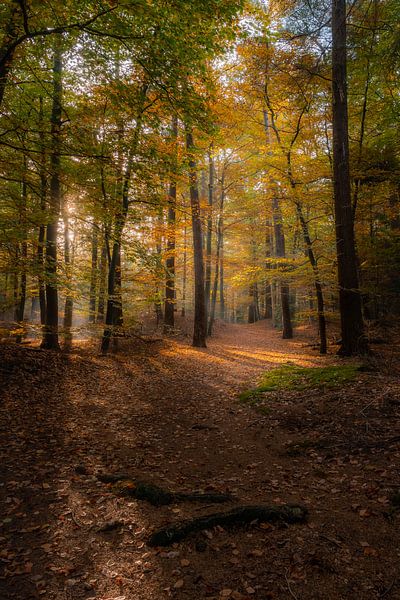 Panbos à Utrecht pendant les jours d'automne par Jolanda Aalbers