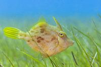 Female Brown filefish on a seagrass field