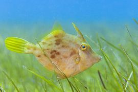 Het vrouwtje van een Bruine vijlvis op een zeegrasveld van Arthur de Bruin