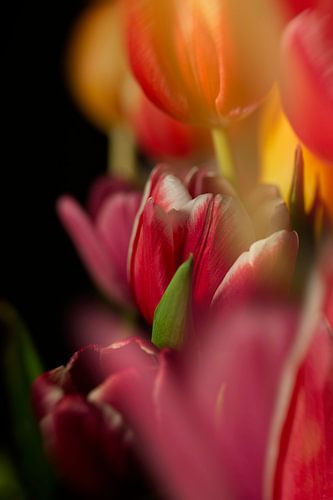 La légèreté du printemps