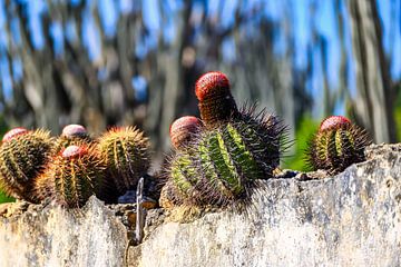 Een cactus in het Washington Slagbaai Nationaal Park op Bonai van Andreas Völkel