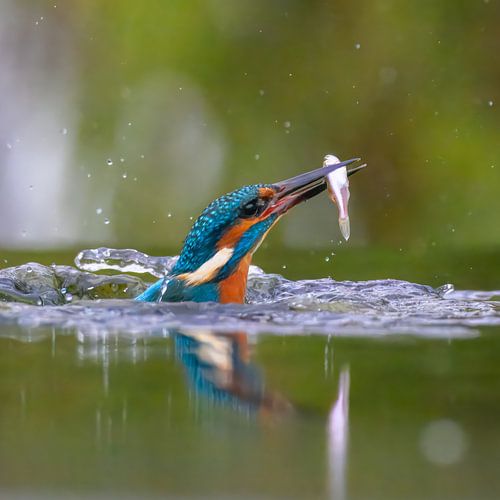 IJsvogel uit het water