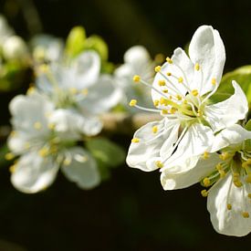 Blossom flower fruit spring  by Mark Rademaker