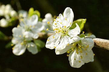 Pruimenbomen pruimen bloesem bloem lente van Mark Rademaker