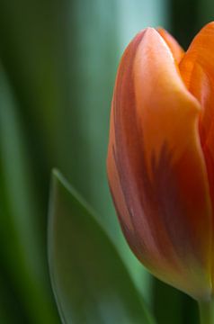 Tulipe sur Cees van Miert