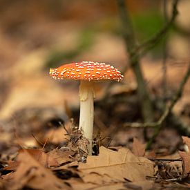 paddenstoel in het bos van Rik Brussel