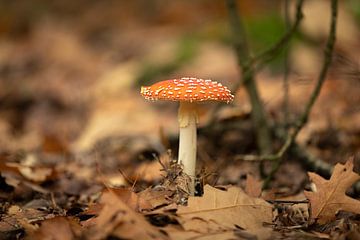 paddenstoel in het bos