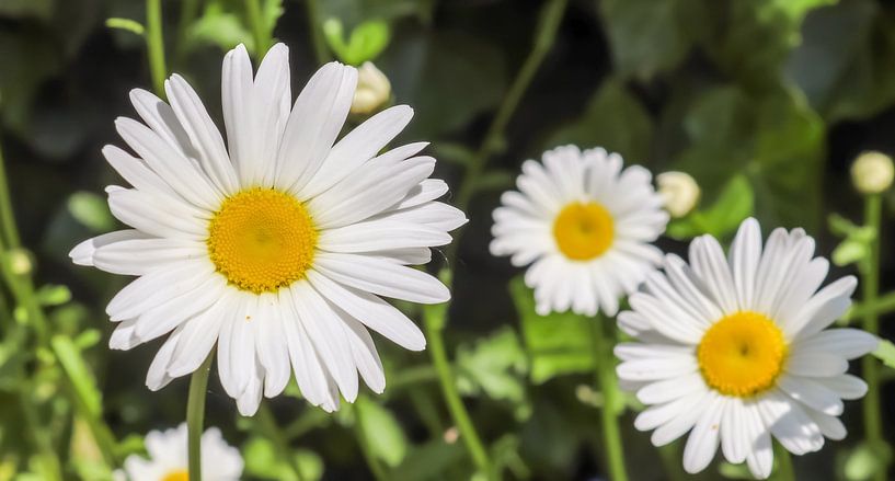 White daisies flowers in summer on green background by MPfoto71