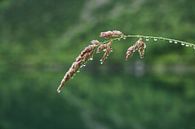 Morning dew on a plant stem by Melissa Peltenburg thumbnail