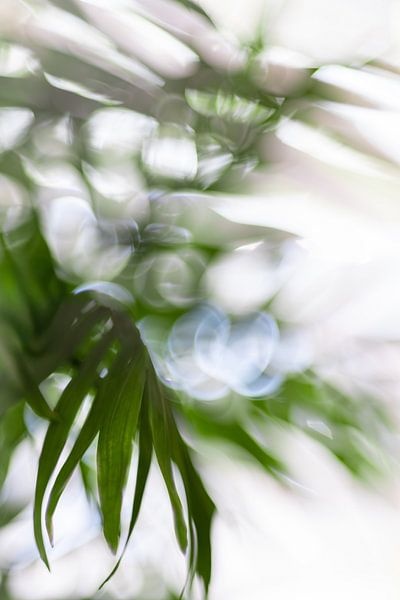 Licht, das zwischen Palmen fällt von Patricia van Kuik