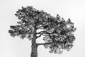 Pijnboom in het tegenlicht van de zon
