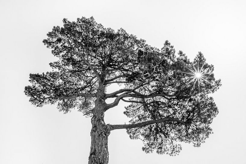 Pijnboom in het tegenlicht van de zon von Harrie Muis