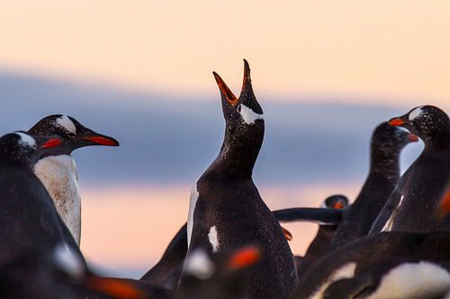 First light von Claudia van Zanten