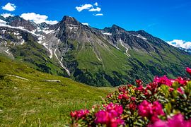 Bergpanorama der Granatspitzgruppe im Frühling mit blühender Alpenrose von Holger W. Spieker