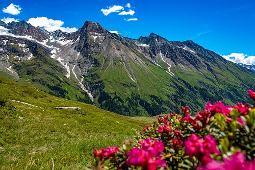 Bergpanorama van de Granatspitz-groep in de lente met bloeiende alpenroos