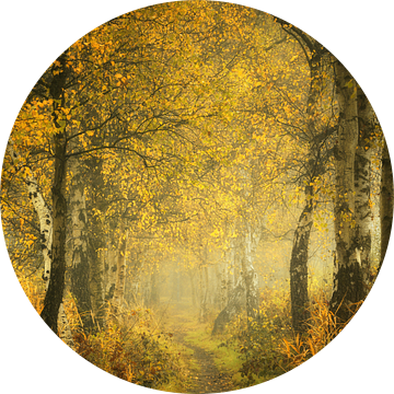 Mysterious Autumn forest .Herfstbos .Awarded van Saskia Dingemans Awarded Photographer