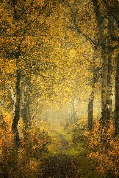 Mysterious Autumn forest .Herfstbos .Awarded van Saskia Dingemans Awarded Photographer