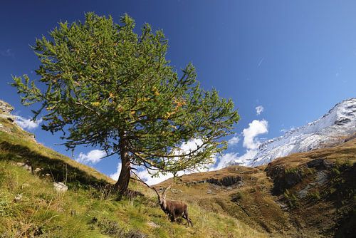 Steenbok (Capra ibex ibex) Alpen Aostadal, Italië