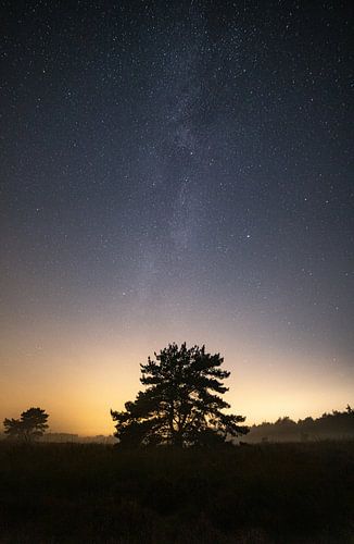 Mystic night.