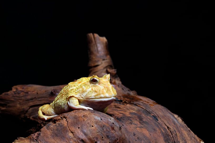Yellow frog on tree trunk by MvdW Media / Manon van de Wiel