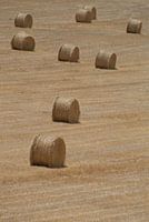 More grass