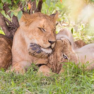 Afrika | Löwe Jungen - Afrika Kenia Masai Mara von Servan Ott