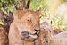 Afrika | Leeuwen welpen - Afrika Kenia Masai Mara van Servan Ott