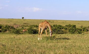 Magnifique girafe dans la nature sauvage d'Afrique sur MPfoto71