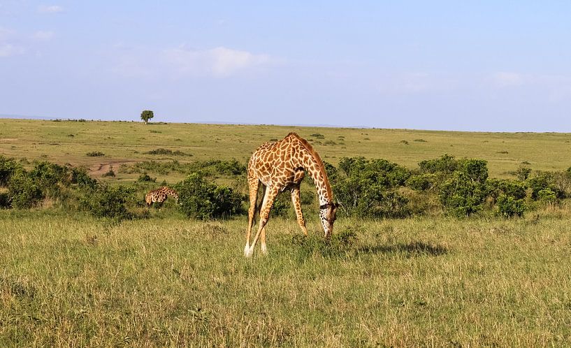 Beautiful giraffe in the wild of Africa by MPfoto71