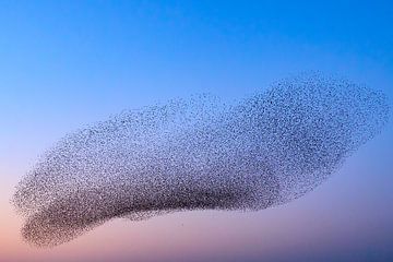 Spreeuwen tijdens zonsondergang aan het eind van de dag van Sjoerd van der Wal Fotografie